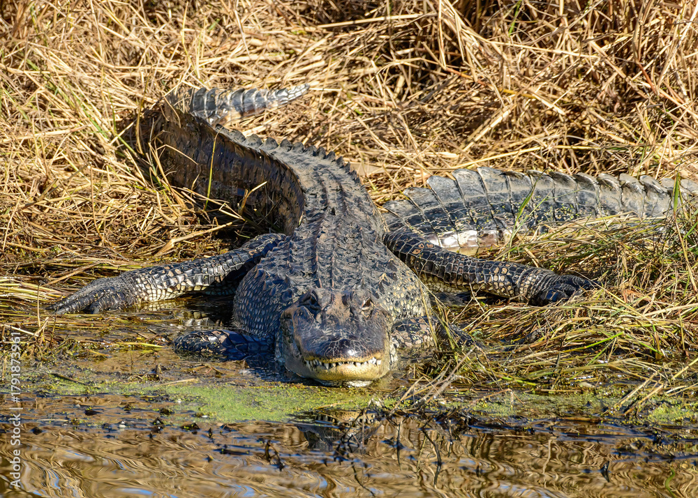 Fototapeta premium An American Alligator resting by the water's edge