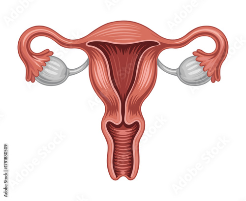 Anatomical illustration of the female uterus with fallopian tubes and ovaries