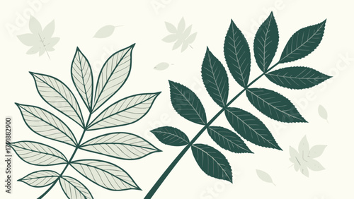 Botanical illustration of ash tree leaves in green and light gray for nature themed design and decoration