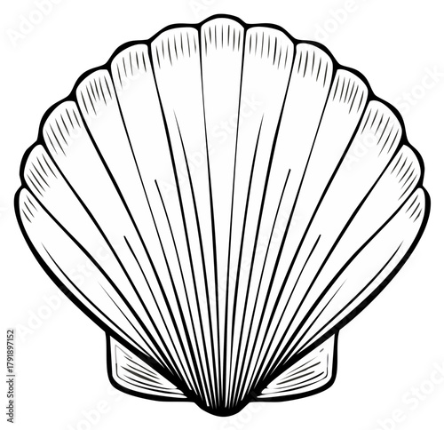 Seashell Outline Illustration Close Up, Sea Life, Beach Clipart Vector Art