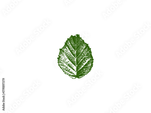 green leaf isolated on white