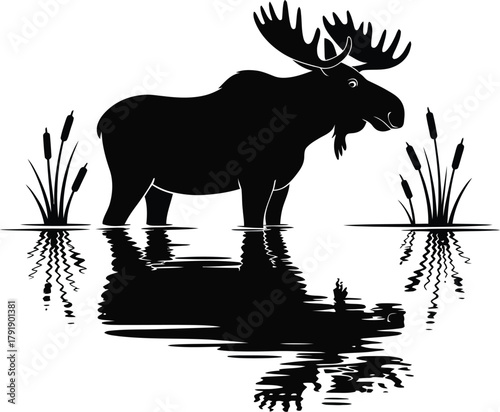 A silhouette of a large moose standing in shallow water with cattails and reflections.