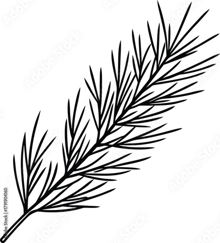Black line art pine branch with needles on background 3