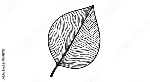 Elegant black and white line art illustration of a single leaf with intricate patterns