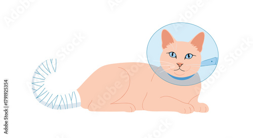 Cute domestic cat with a bandaged tail and an Elizabethan collar, resting and recovering after veterinary care.
