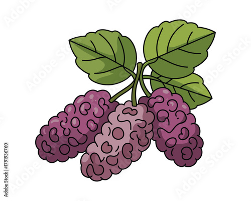 Hand drawn illustration of ripe purple mulberries on a branch with green leaves