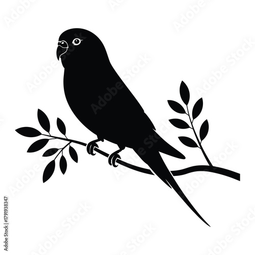 Budgie on a branch with tail down Vector, Silhouette, Illustration