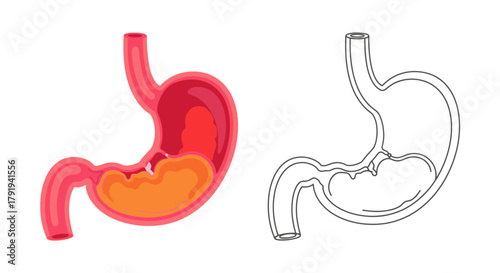 Detailed anatomical illustration of the human stomach with color and outline views