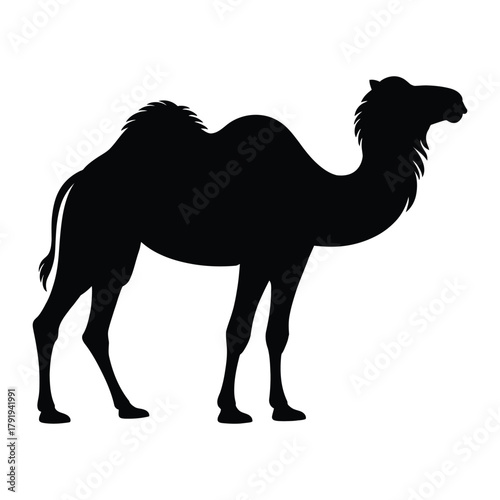 Camel with head raised Vector, Silhouette, Illustration