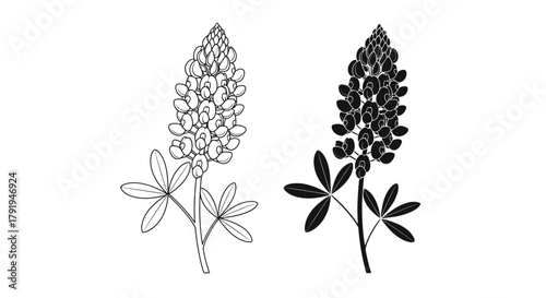 Detailed botanical illustration of two lupine flower stalks in monochrome