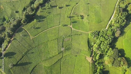 Footage of tea fields and tea terraces on steep and sloping slopes.
