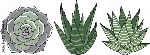 Three hand drawn succulent plants in a row on white background