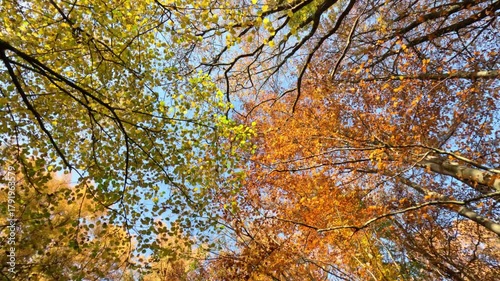 Colorful Sunny Forest During Fall Season