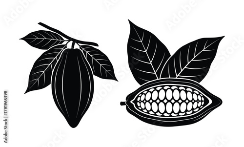 Cocoa beans whole and cut open with leaves, black and white cacao pods. ingredient.