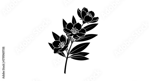 A delicate black and white illustration of blossoming jasmine flowers and leaves