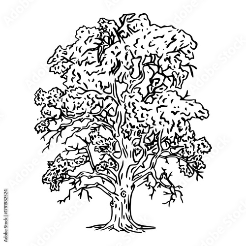 detailed old oak tree sketch vector