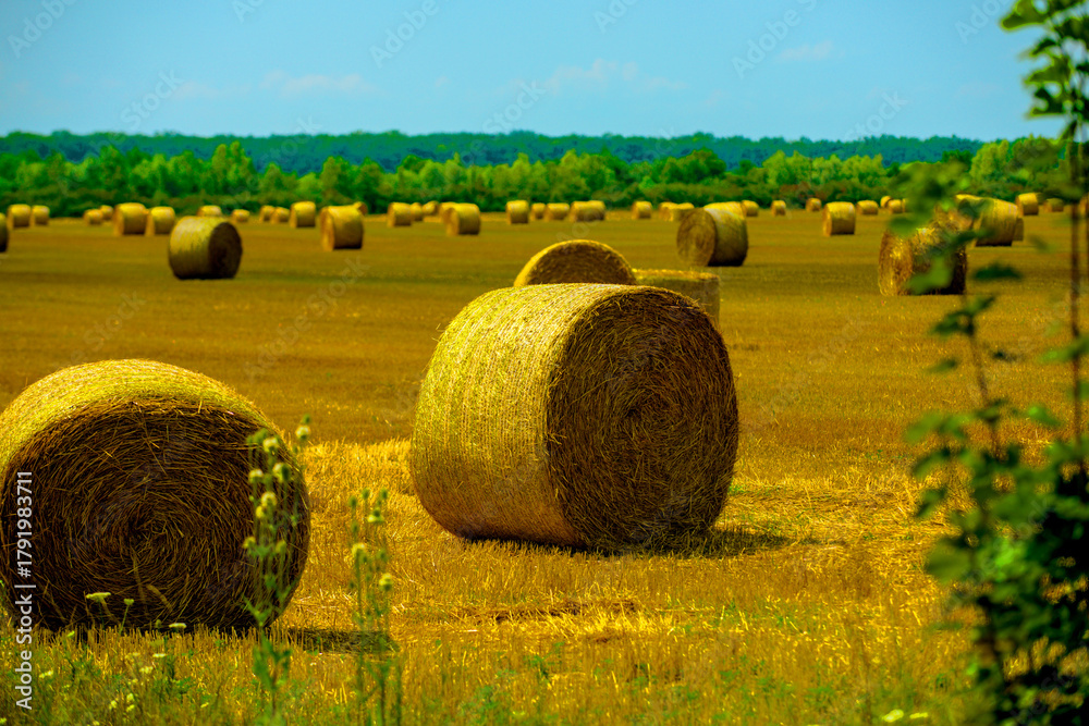 Obraz premium Hay bales in summer field. Straw rolls after harvest. Countryside farming scene. Round hay bale close-up. Farm hay field with straw bales. Hay background. Scenic farmland view.
