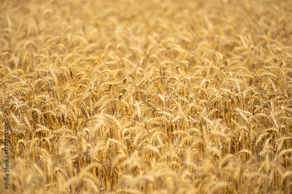Naklejka premium Wheat background with golden stalks and rural landscape. Close-up wheat background showing detailed grain texture. Wheat field background. Textured wheat and organic crops.