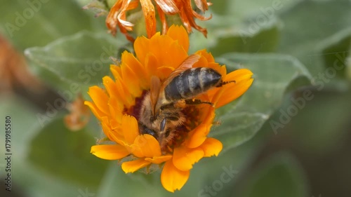 Macro footage of honey bee collecting honey and pollen from flowers.