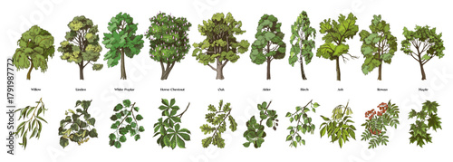 Set of trees with close up branches vector