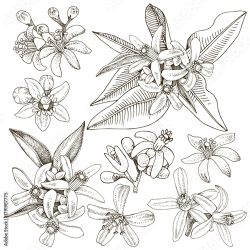 Citrus branches blossom vector set