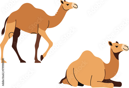 Camel Walking and Camel Resting Keywords camel, dromedary, desert, animal, mammal, wildlife.eps