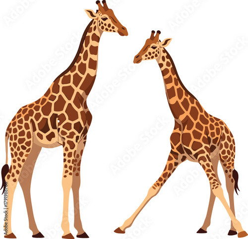 Two giraffes standing and looking at each other animal.