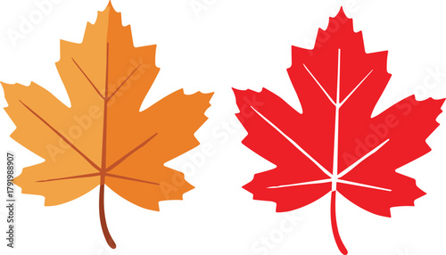 Two Maple Leaves One Orange and One Red maple leaf