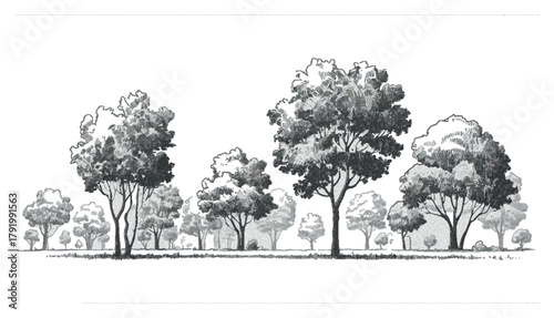 Architectural cad trees and wetland forest outlines side view vector for landscape design