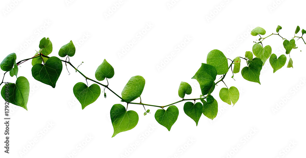 Obraz premium Lush green vine with heart-shaped leaves curves on black