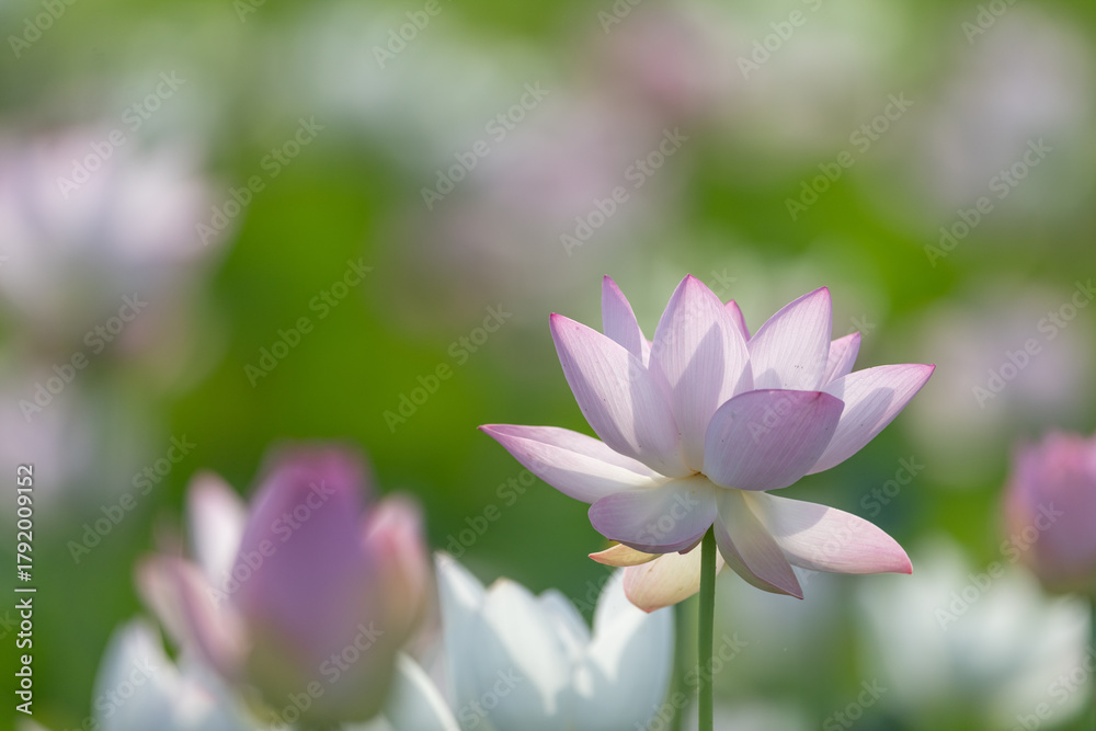 Fototapeta premium 美しい蓮の花 