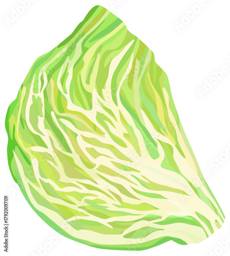 キャベツの断面のイラスト ベクター素材
