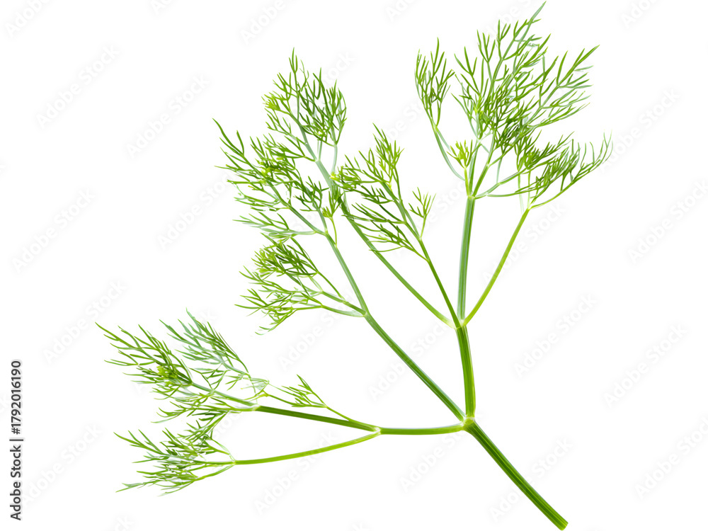 Fototapeta premium Fresh dill branch isolated on transparent background, ideal for herb, food, and culinary design visuals..