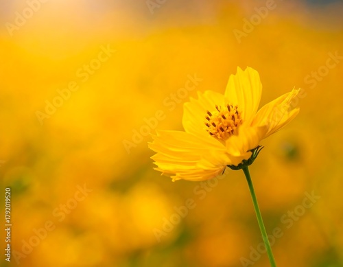 Close-up of a vibrant yellow flower with sunlit background bokeh
