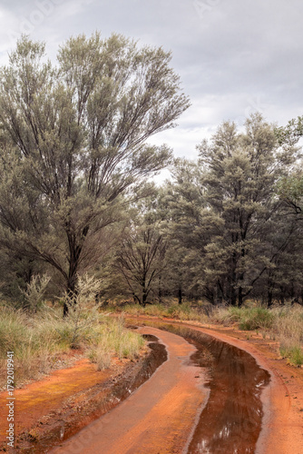 A vehicle track in semi-arid country that floods easily with heavy rain, winds its way through a mulga woodland with a grass understorey with an overcast sky in Charleville in Queensland, Australia.