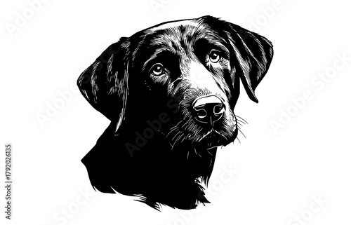 a black and white drawing of a dog's headblack, dog, head, illustration, image, laboratory, labrador, portrait, stare, white 
