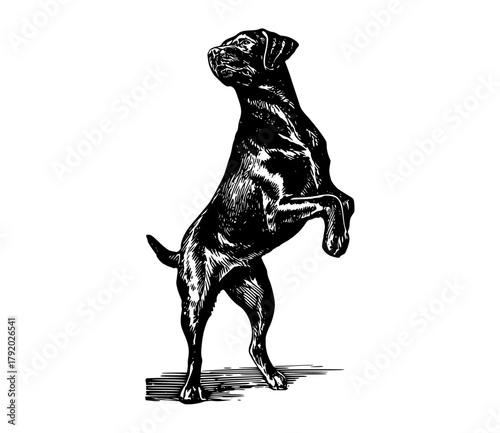 a black and white drawing of a dog standing on its hind legsblack, dog, floor, illustration, jump, labrador, paw, stand 