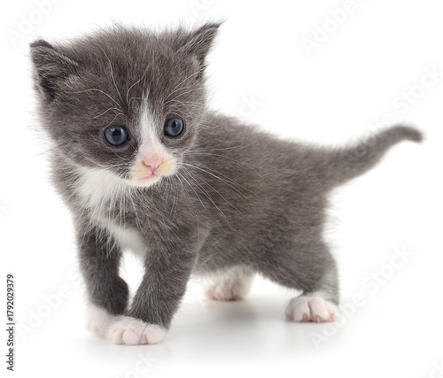Gray and white kitten isolated on white background