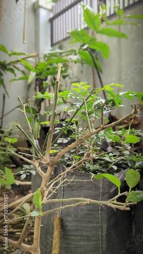 A citrus plant growing on a patio shows new growth after pruning, signifying resilience and renewal in the home garden.