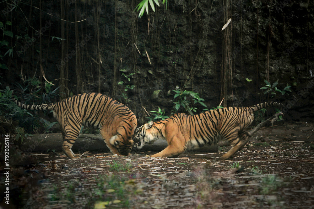 Fototapeta premium Sumatran tigers are seen fighting in the bushes