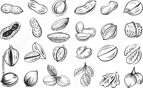 Assorted nuts in sketch style peanuts almonds