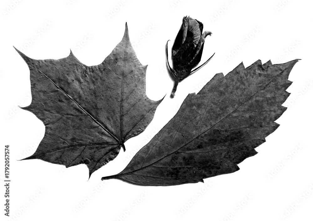Naklejka premium Black and white botanical composition featuring two distinct dried leaves, maple like and serrated and closed flower bud. Monochromatic nature study isolated on white. Different shades of gray.