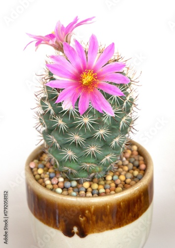pink cactus in a pot on white