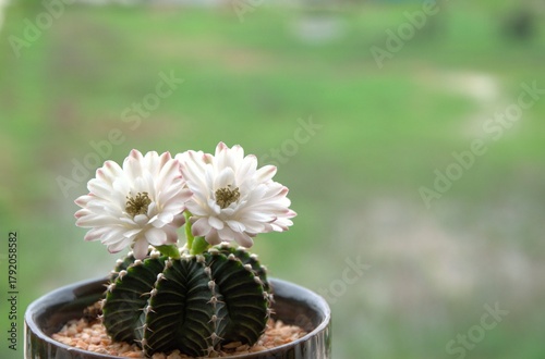 white cactus in a pot with space for text