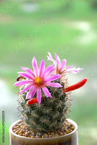 cactus in a pot with space for text