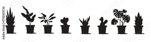 beautiful flowers in pots plants in pots