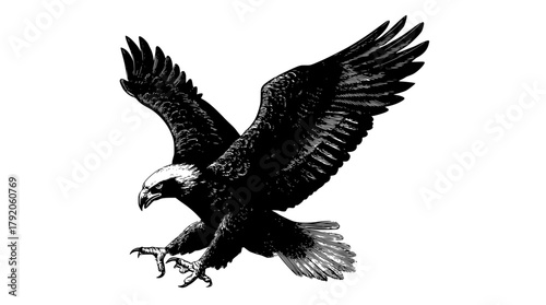 a black and white drawing of an eagle in flightbird, black, claw, crow, eagle, flap, flight, fly, sky, spread, white, wing 