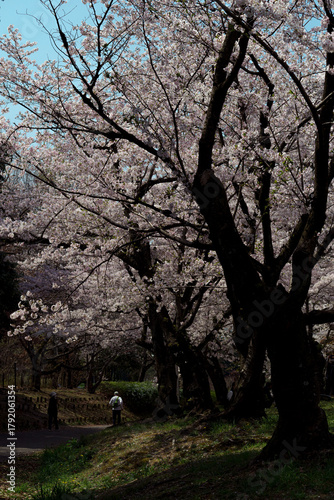 朝、桜が満開の公園の風景