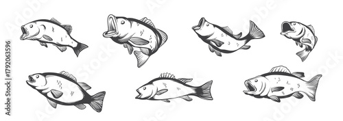 Bass Fish Vector illustration