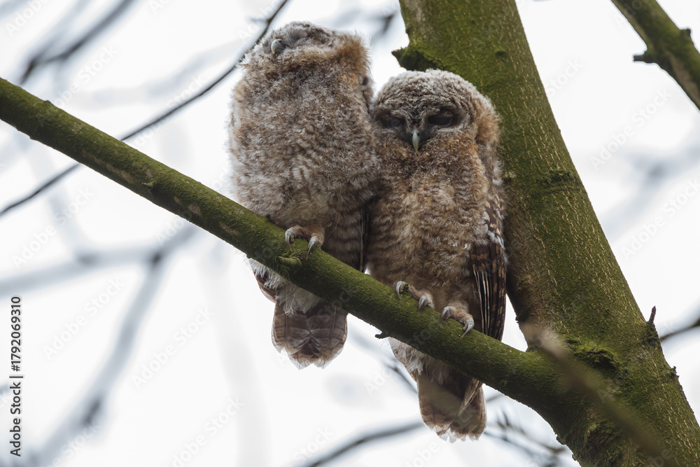 Obraz premium The tawny owl (Strix aluco), also called the brown owl, is a stocky, medium-sized owl in the family Strigidae. It is commonly found in woodlands